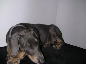 BlueDobermanPincsher-Female